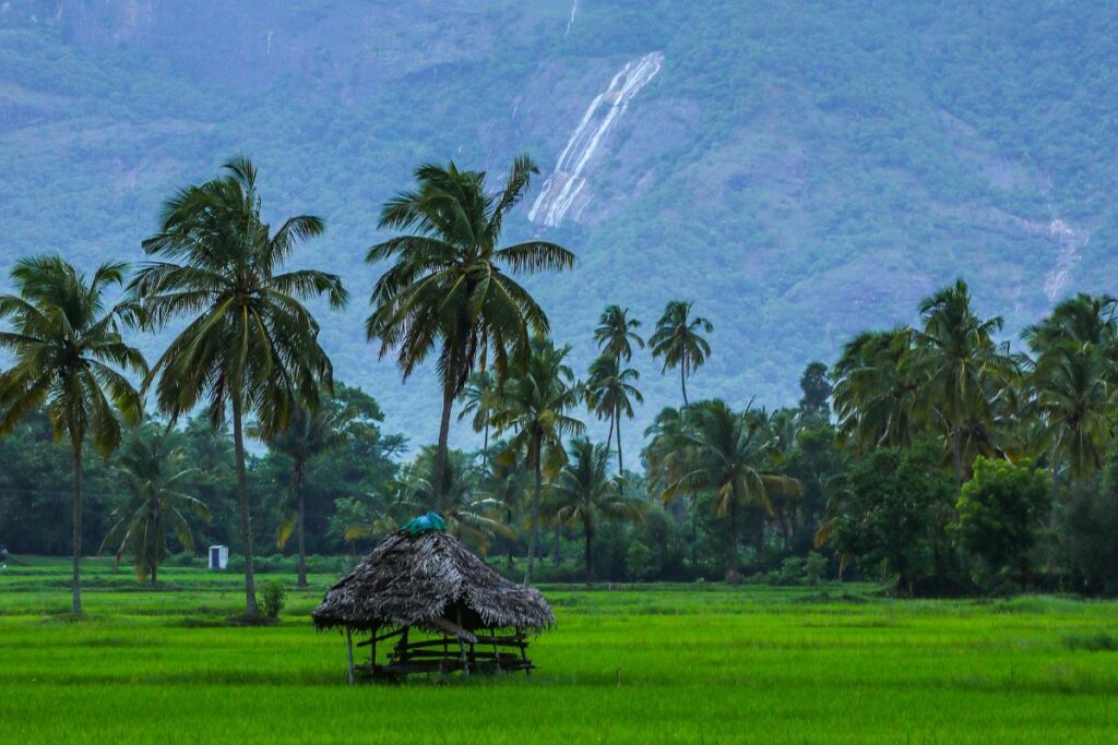 Lush green paddy fields with coconut trees and misty hills in Kerala