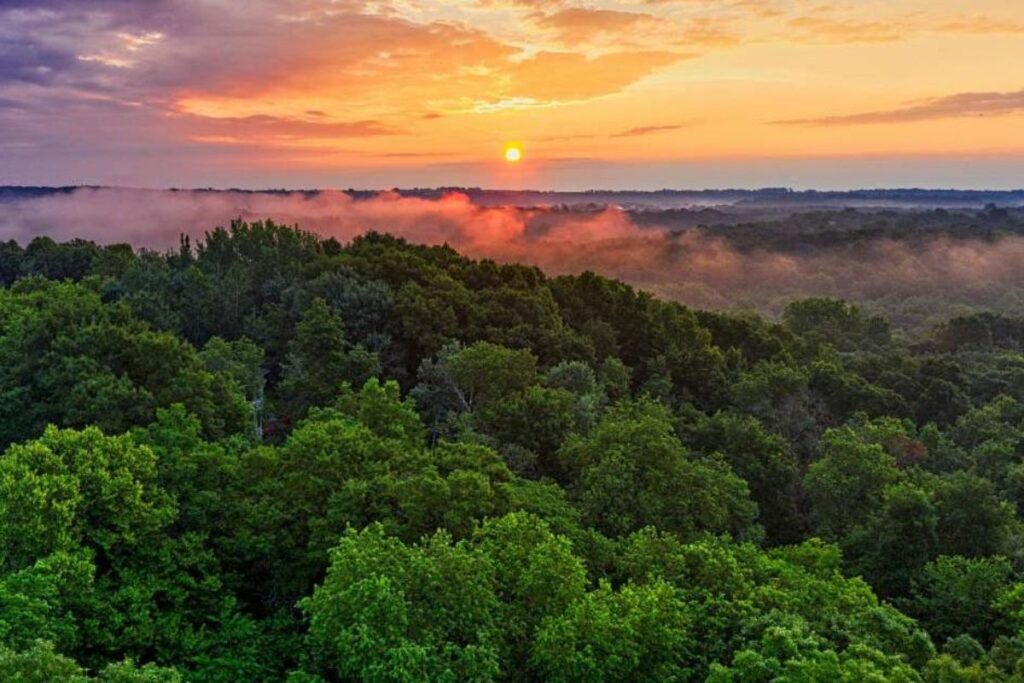 Wellness, Ayurveda & Medical Tourism in Kerala Aerial view of a lush green rainforest in Kerala at sunset.