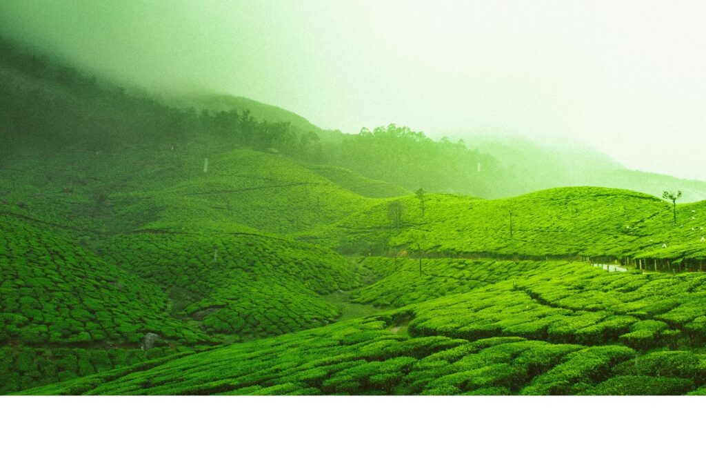 home munnar gardenbst