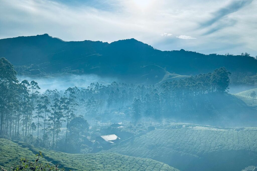 Misty tea gardens landscape in Munnar Kerala