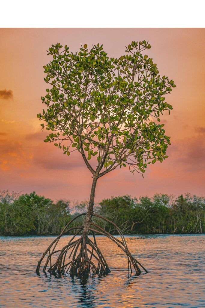 Wellness, Ayurveda & Medical Tourism in Kerala Single tree in backwaters during sunset at Munroe Island Kerala with peaceful reflections