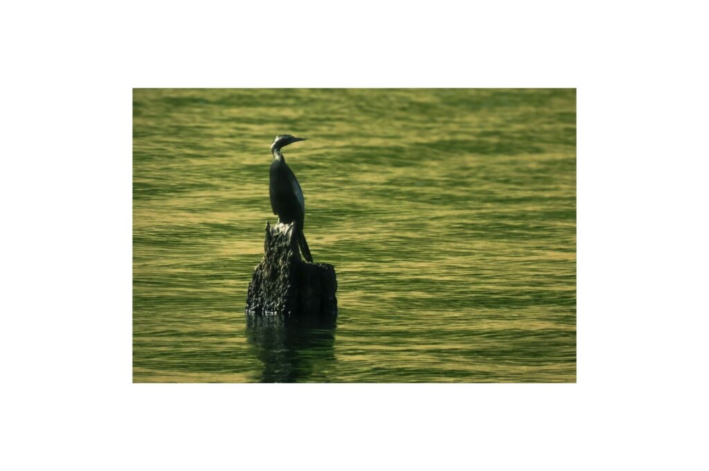 Explore Kerala Destinations Wildlife and forests of Thekkady Periyar sanctuary Kerala