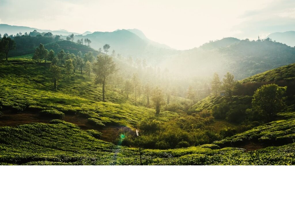 home wayanad